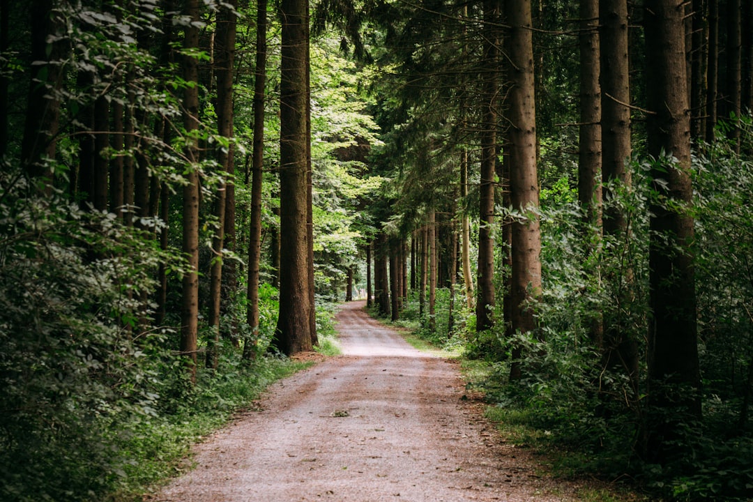 The Path Forward