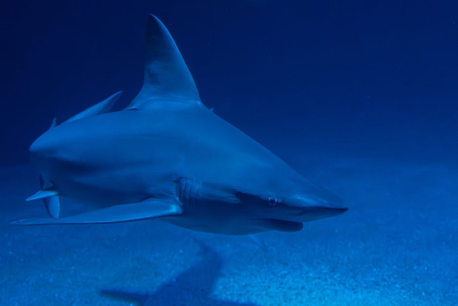 Two Founders, One Vision: The Shark Tank Moment