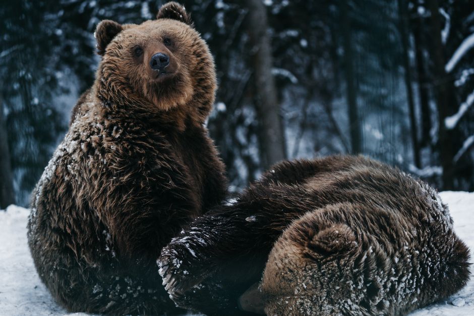 The Bear Case: What Could Derail the Trajectory