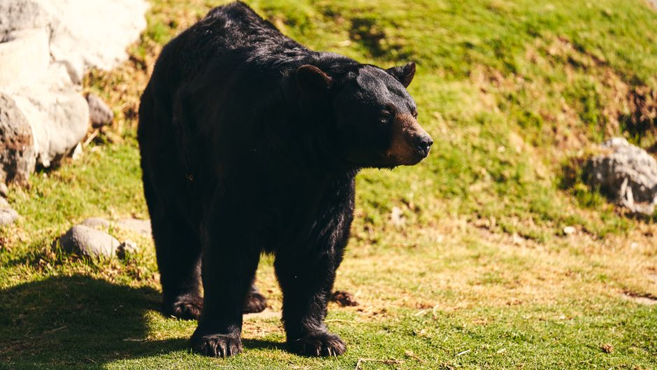 The Bear Case: What Could Hold It Back