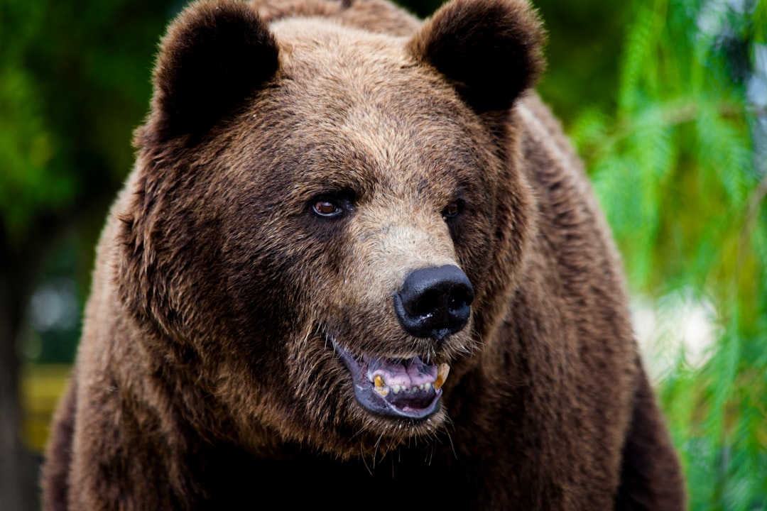How To Interpret The Odds: What 50% Bear Market Probability Really Means