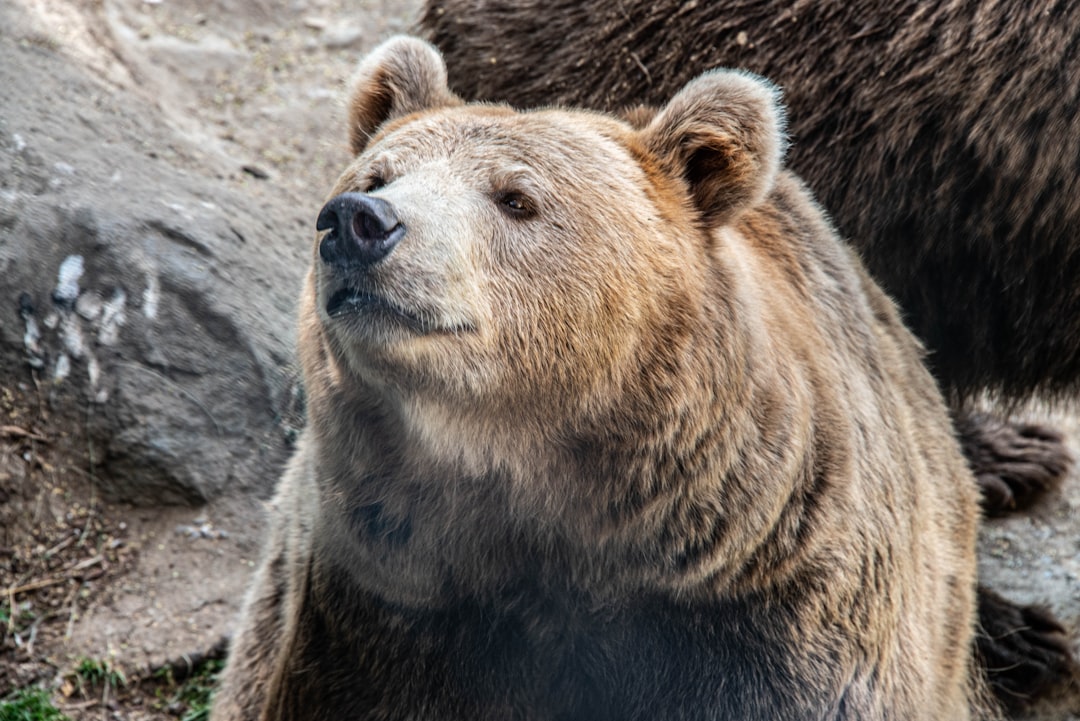 The Bear Case And Mitigating Factors