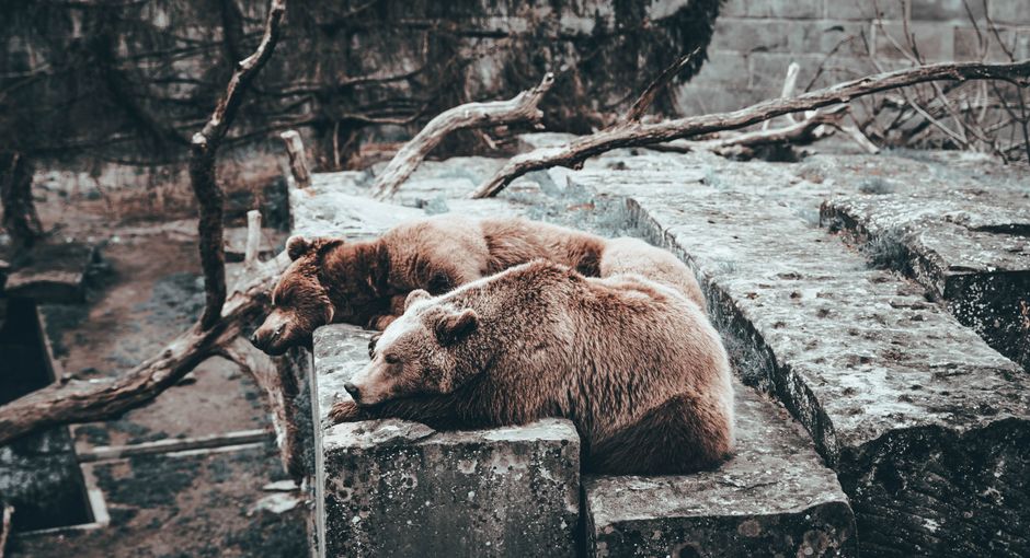 Bull and Bear Scenarios: What Could Push POET Higher or Lower