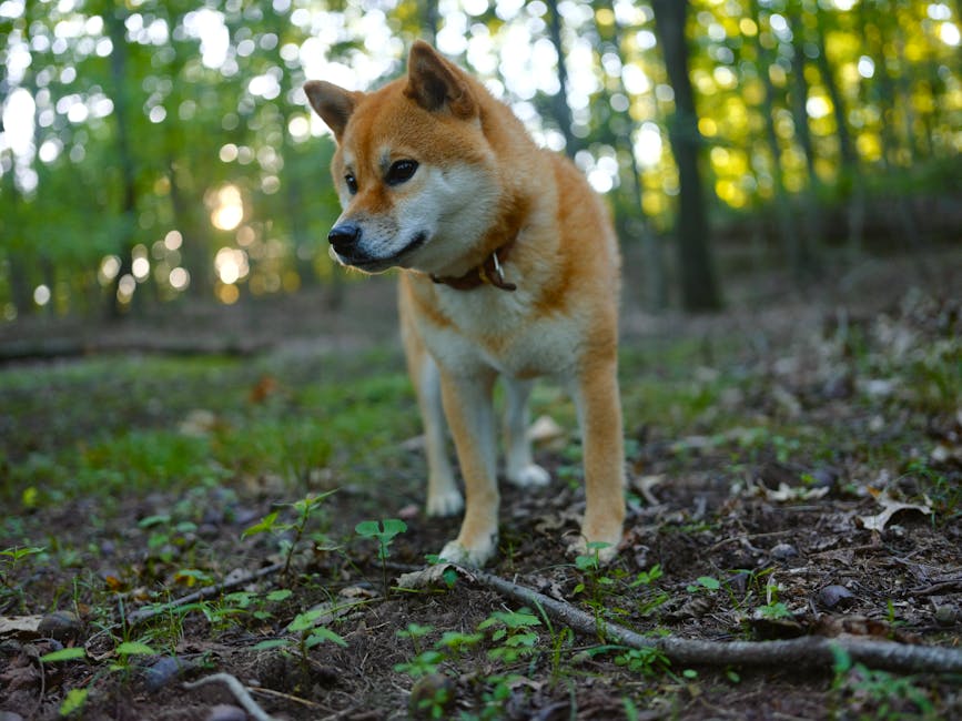 What Would It Take for Shiba Inu to Reclaim Its ATH?