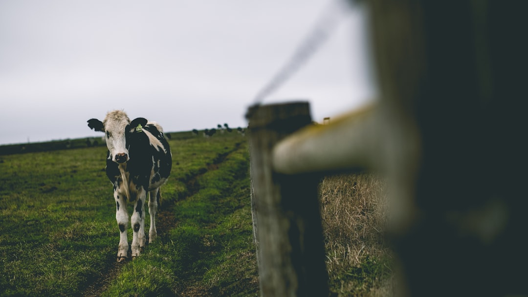 Risk Management: Don’t Bet the Farm on One Forecast