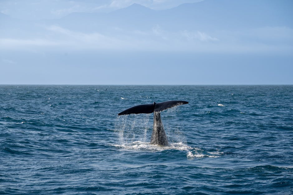 On-Chain Signals and Whale Activity: Who Is Moving XRP?