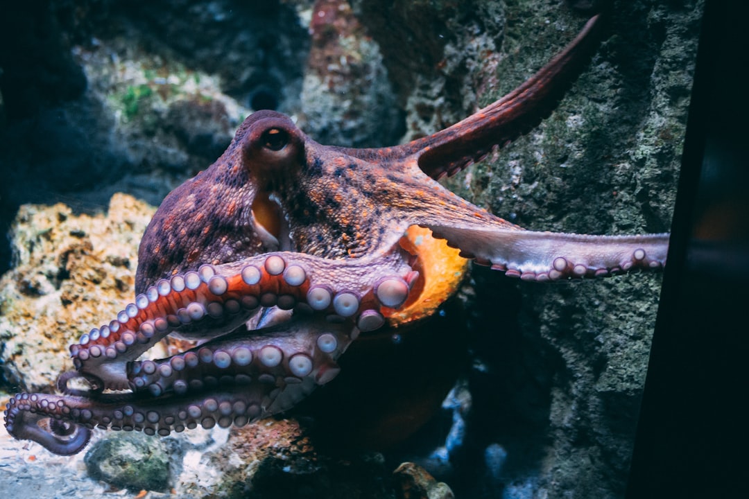 Official Responses: What Squid, Ripple, and The Market Are Saying