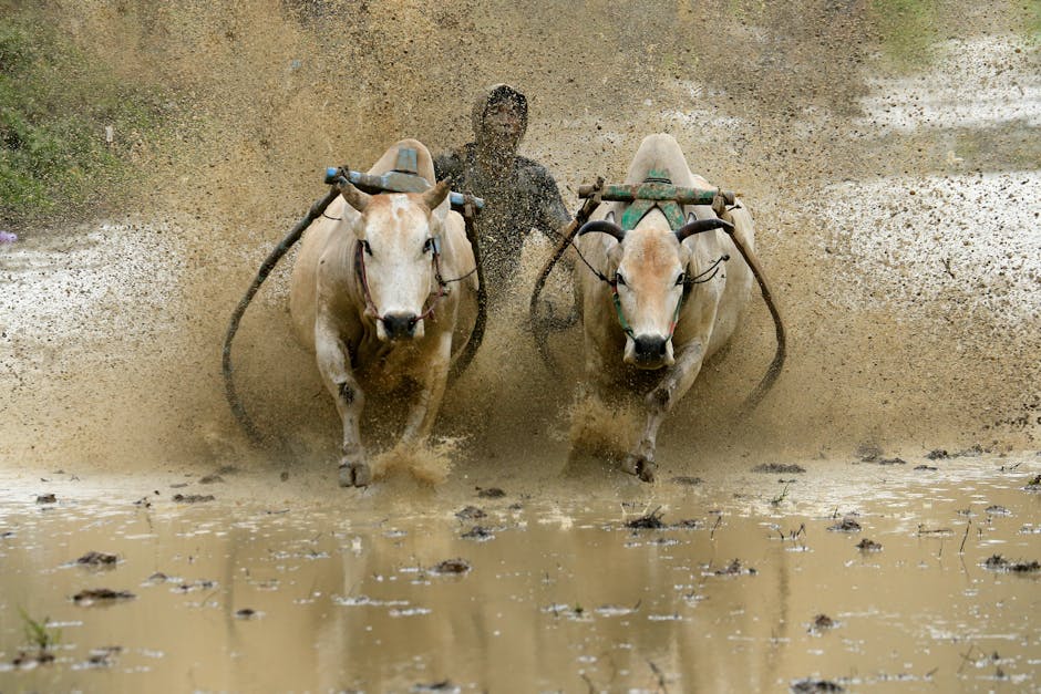 Contrasting Views: Bulls See a Quick Rebound, Bears Remain Cautious