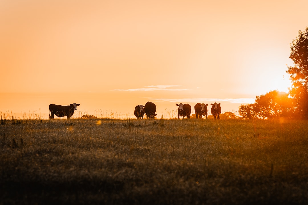 Voices From The Field