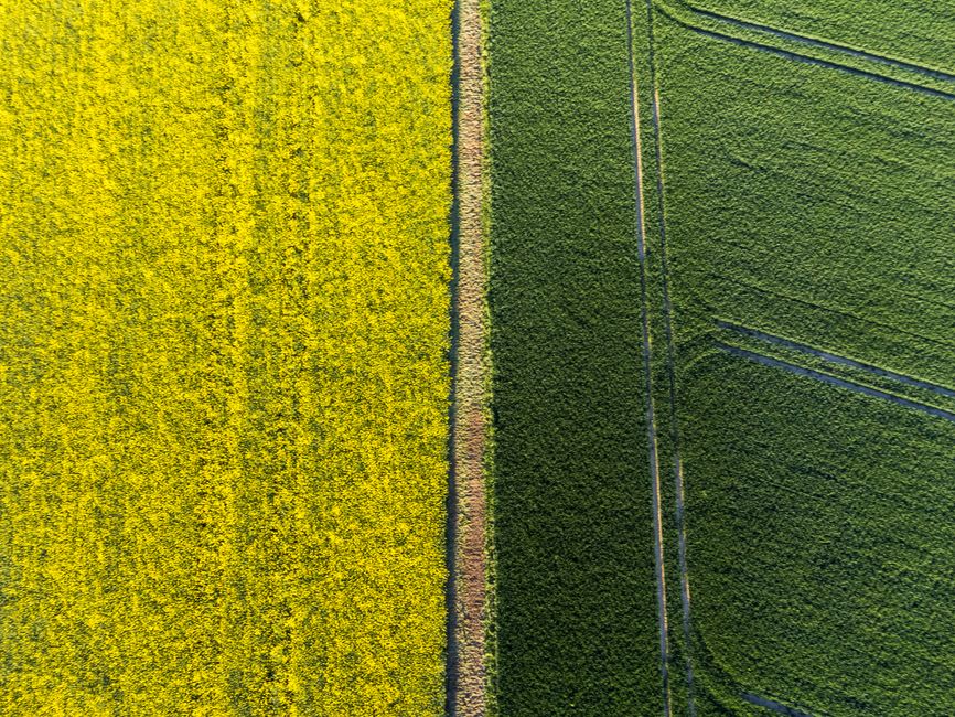 Perspective From the Field: What Market Voices Are Saying