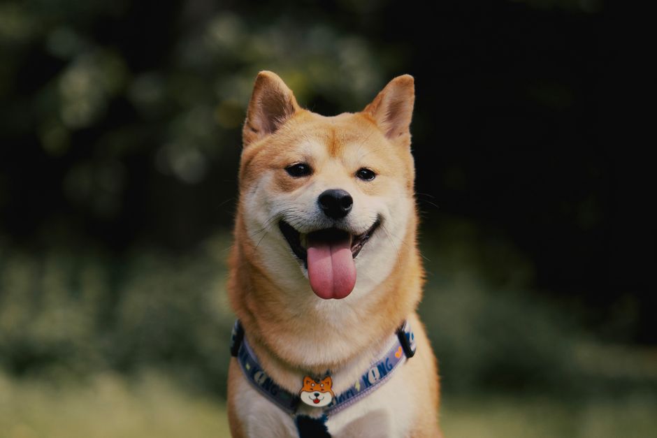 What It Means For shiba (shib) Investors Face