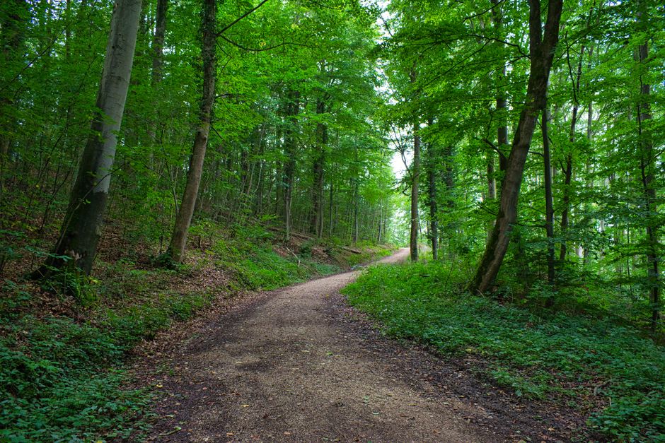 The Path Forward