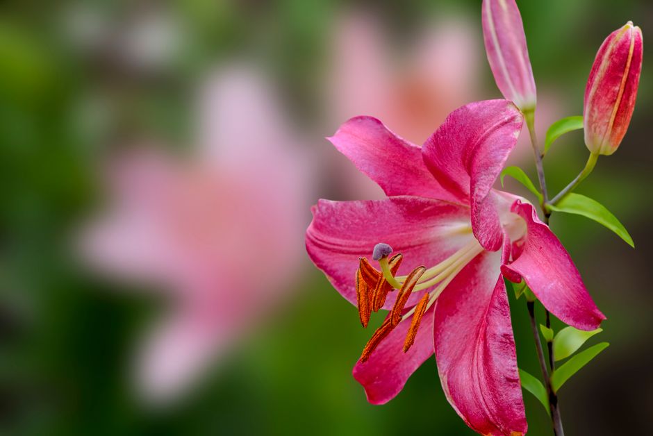 What’s Driving Lilly’s Value? A Closer Look at The Investment Thesis
