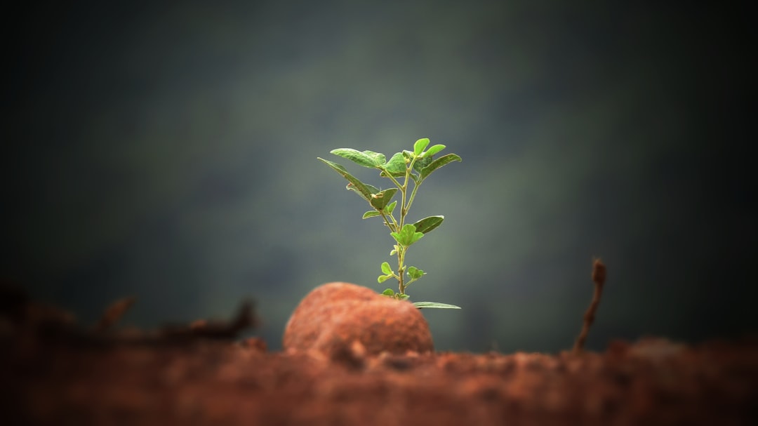 How to Think About Growth: The Catalysts Behind the Stock’s Potential