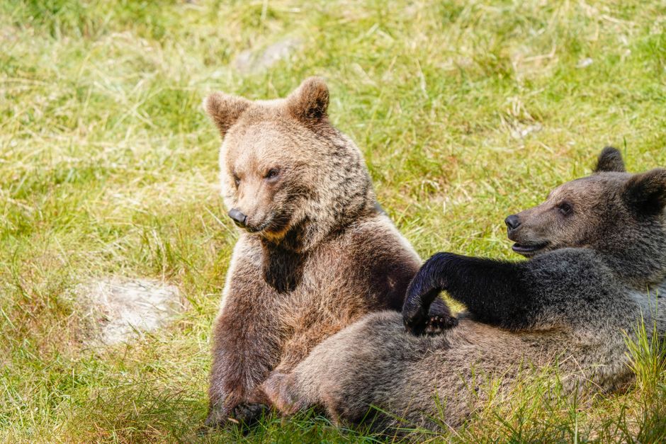 The Bear Case: Why Some Investors Are Cautious About MU Now