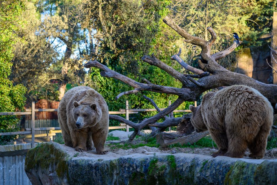 Bear Thesis vs. Bull Thesis