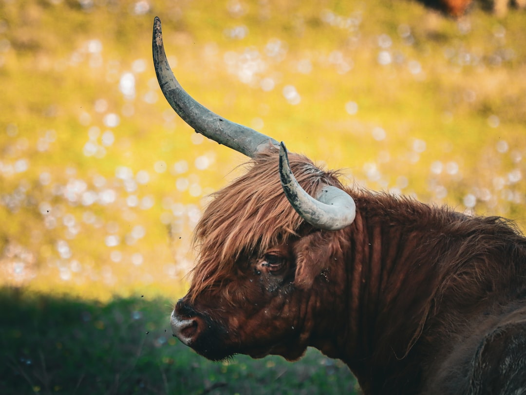 Investment Thesis: Bull Case vs. Bear Case