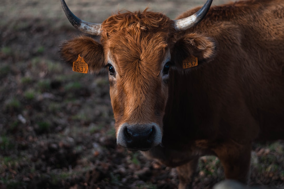 The Bull Case: Why That Moonshot Is Not Dead Yet