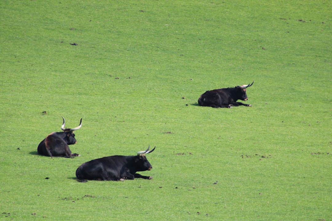 Bottom Line: The Bull Market Is Not Riding On One Stock