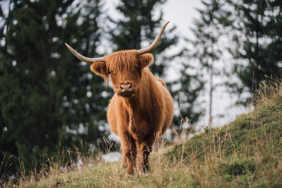What This Means for Bulls, Bears, and the Stock Itself