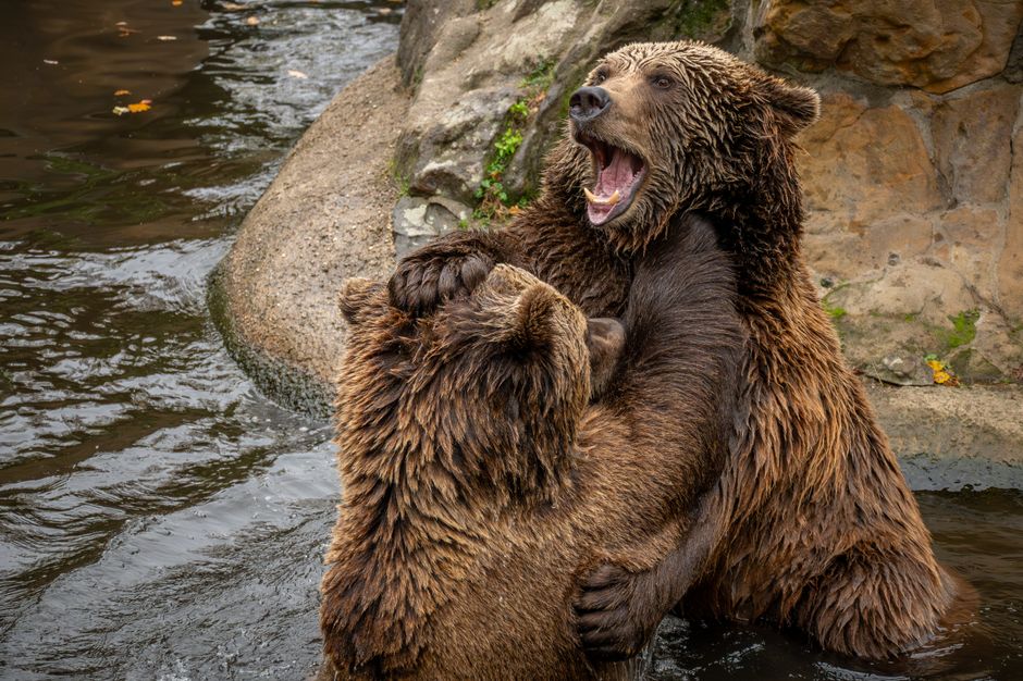 The Bear Case: Debt Headwinds And Profitability Hurdles