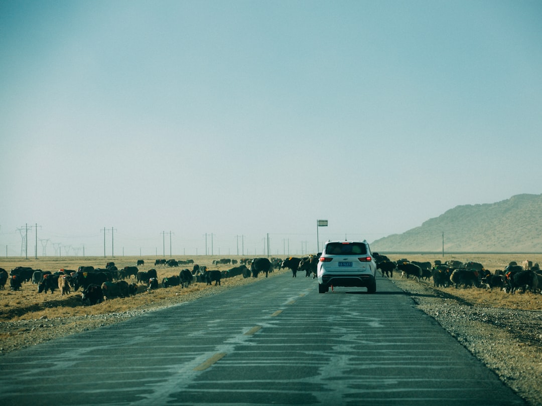The Bull Case: Growth Beyond the Car Doors