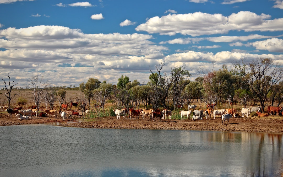 Outlook: Inflation, Cattle Markets, and the Long Road Ahead