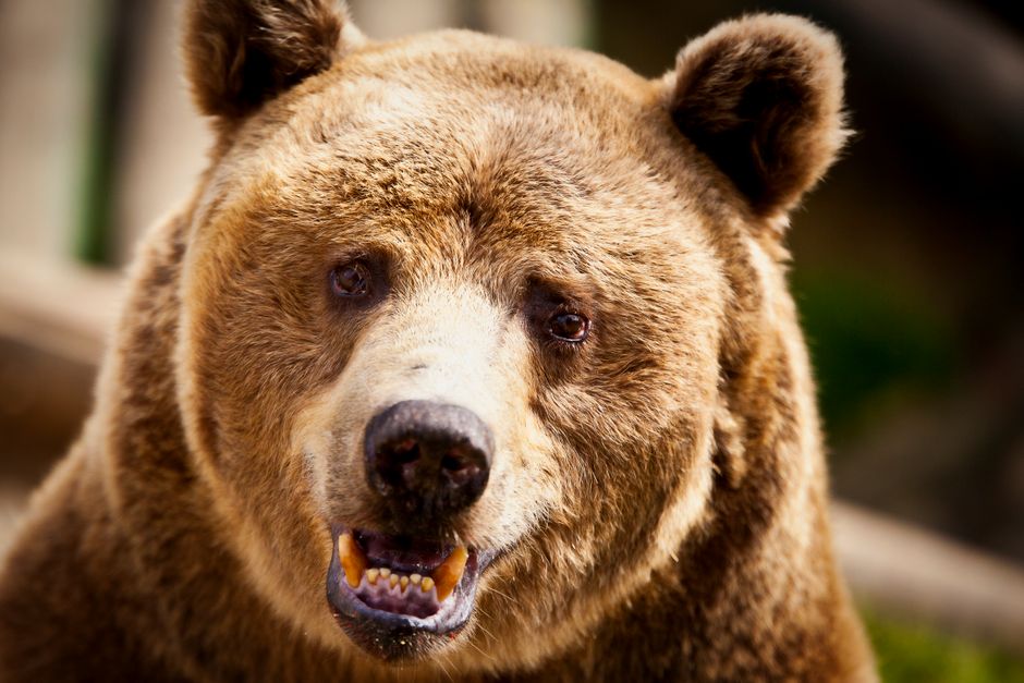 Bear Thesis Rewritten: What This Billion Operational Beat Means