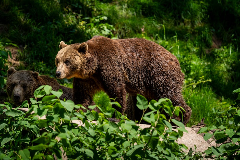 Investor Playbook for a Shallow Bear Environment
