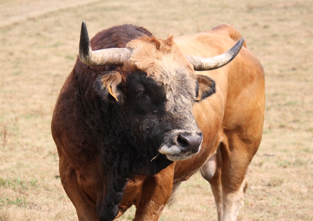 Bull Case: A Rally Path to $3-$7 If Conditions Improve