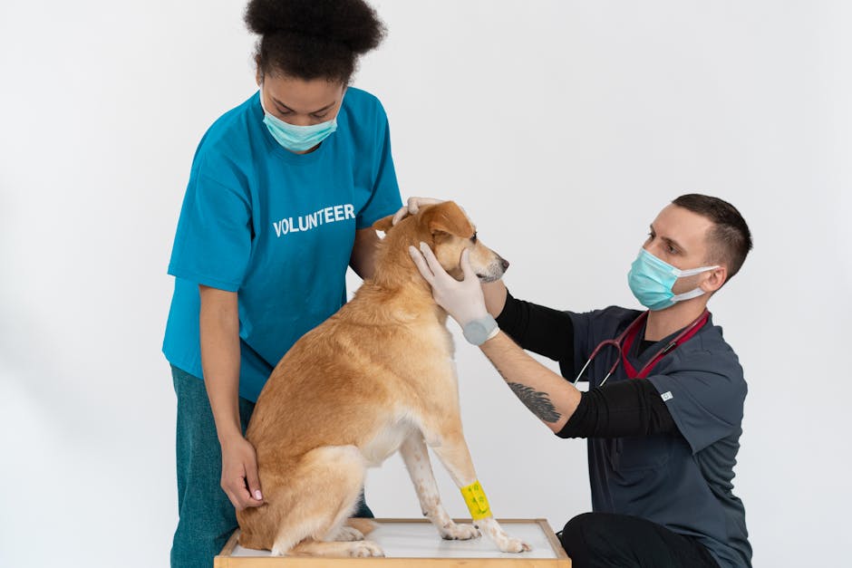 Smart Budgeting for Pet Emergencies: A Step-by-Step Plan