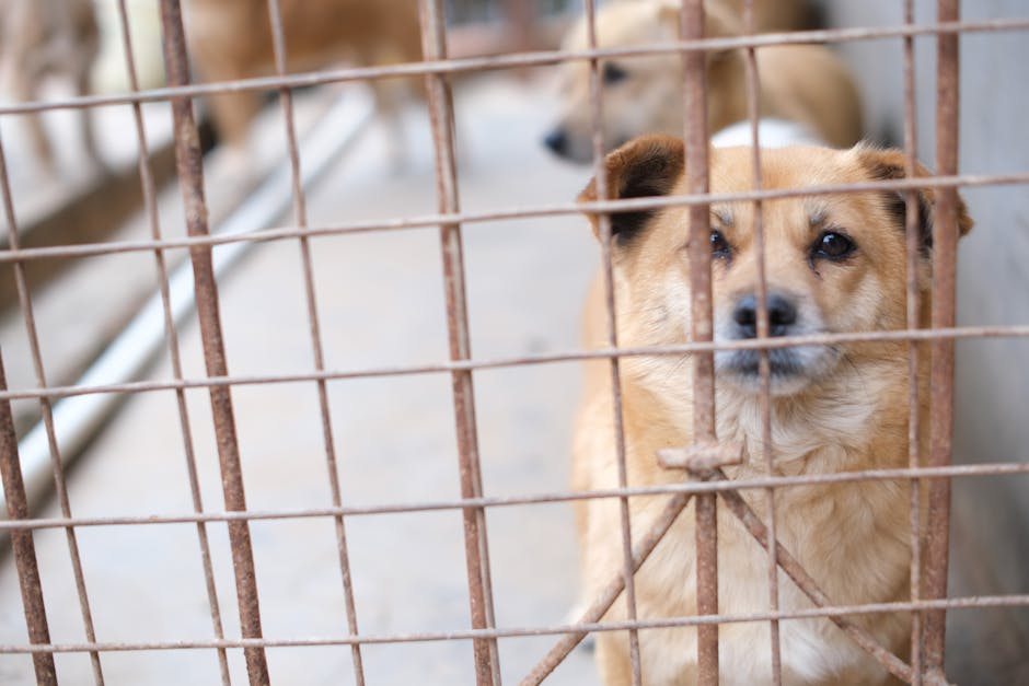 What If You Witness Animal Cruelty? Steps to Take and Budget Implications