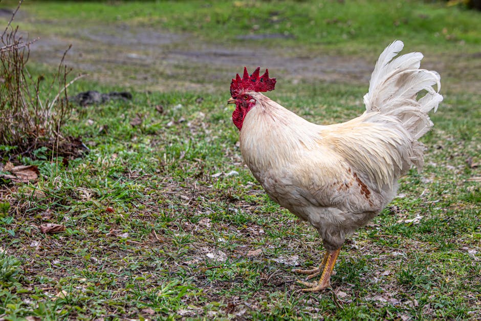 What Todd Graves’ Billion-Dollar Chicken Means for the Market