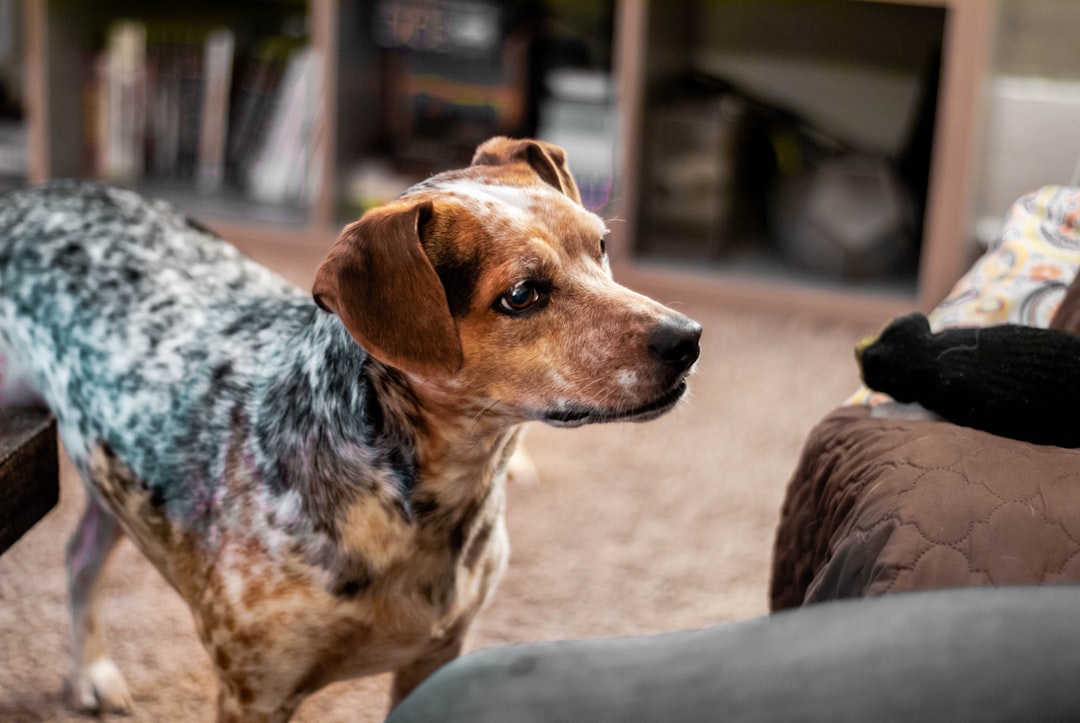 Why This Matters for Pet Owners