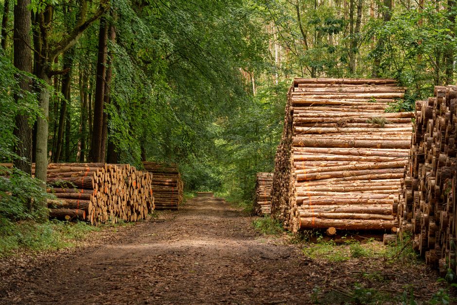 Deforestation and Global Context