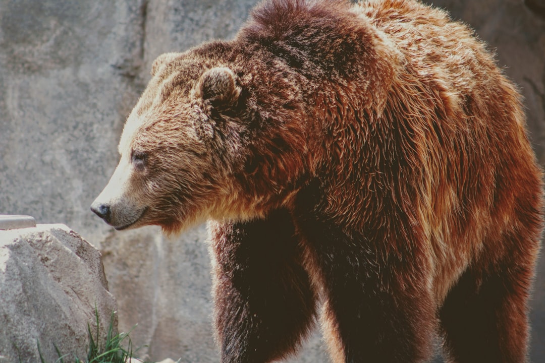 The Bear Thesis: Why These Two AI Stocks Could Fall 40% to 55%