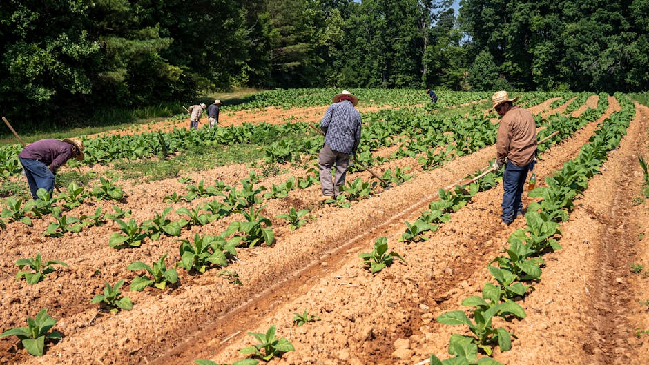 What it means for farmers and investors