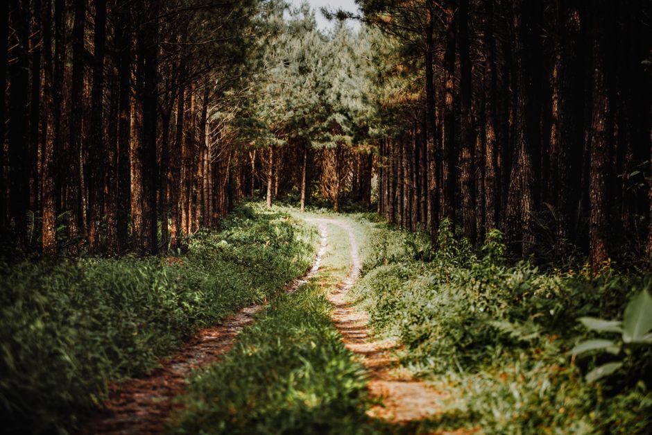 Real-World Scenarios: When Each Path Shines