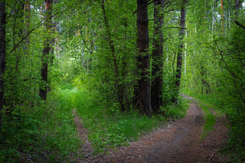 Which Path Fits Your 2026 Goals?