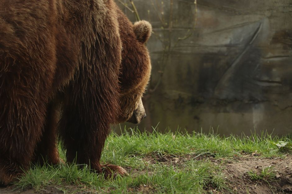 Where The Bear Case Lands: Debt, Downgrades, And Growth Hurdles