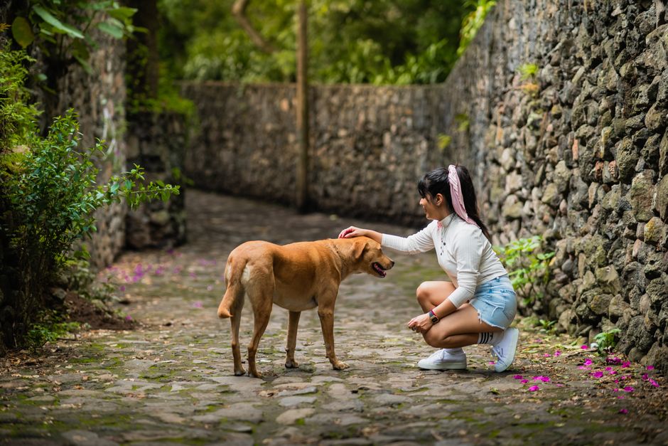 Signs to Watch For in Your Pet