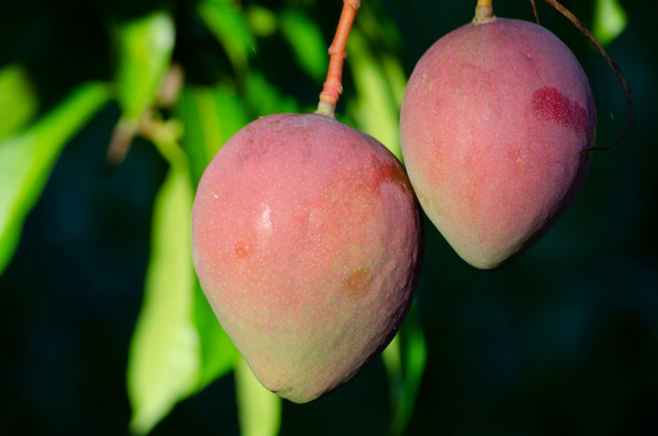 Magnificent Seven vs. MANGOS: A Narrative Rebalance