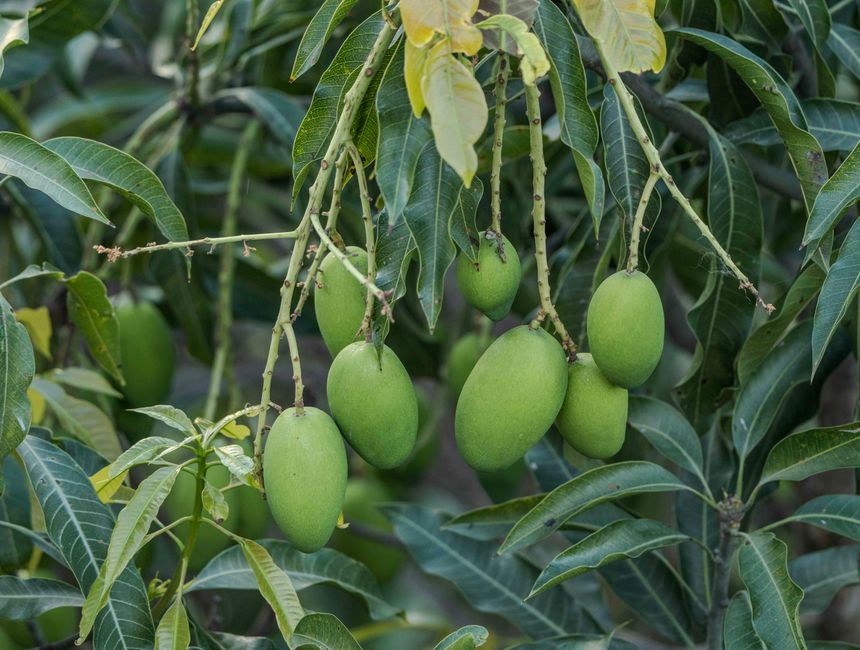 How to Position for the MANGOS Wave