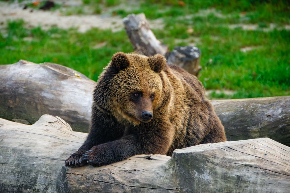 The bear case: what could derail the monster thesis