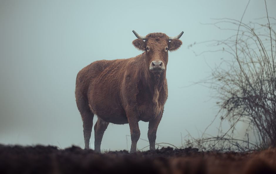 The Bull Thesis in Focus