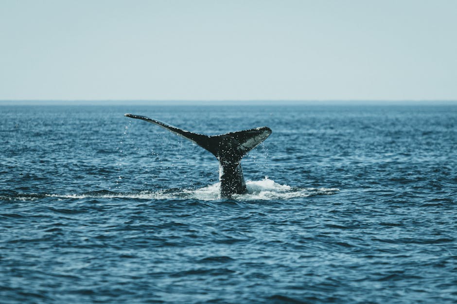 Whale Activity And Market Sentiment