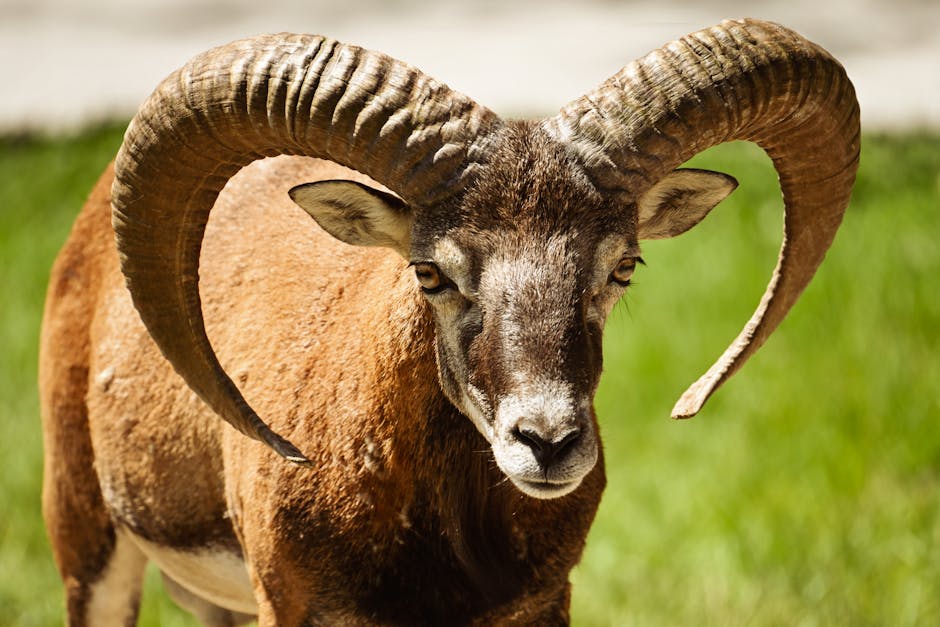 Which Animal Personality Pairings Tend to Work Best For Money