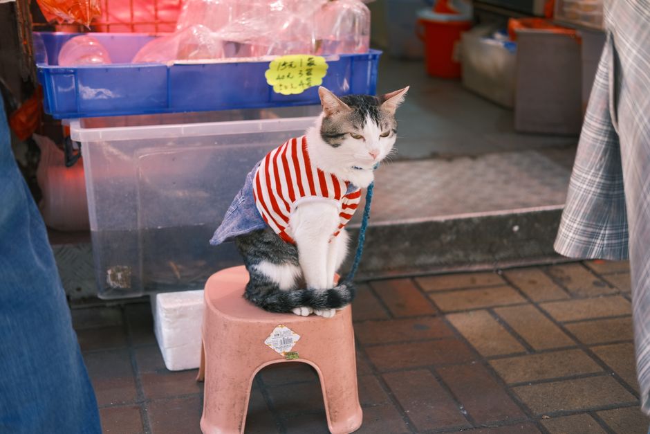 Fundamental Read: Does Red Cat Have the Guts for Growth?