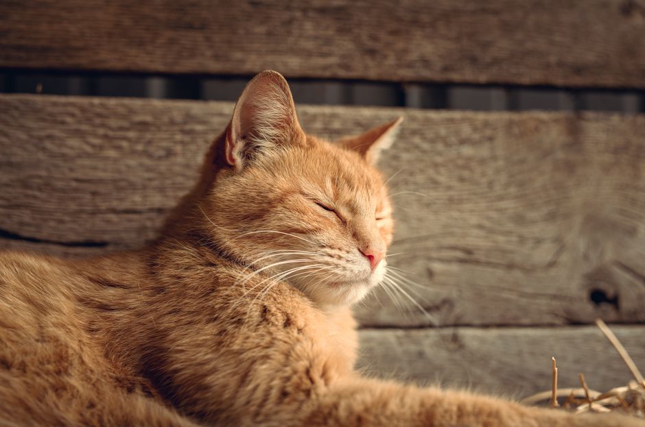 Red Cat Stock: A Realistic Way to Model the Outcome