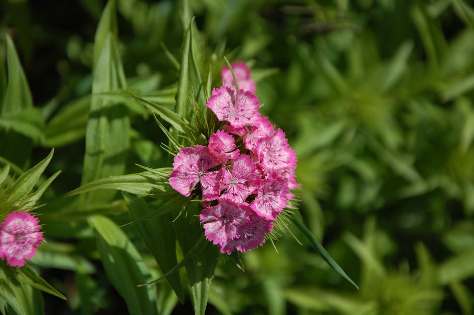 Why Dianthus? The Core Thesis Behind the Bet